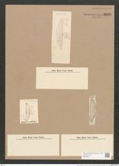 Amphora areolata Grun. (de-Toni-Nr.: Genus 36, Species 1579) Zeichnungen Sammlung Grunow Nr. 3028 (NHMW-BOT-W0370417)